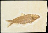 Bargain Knightia Fossil Fish - Wyoming #48179-1
